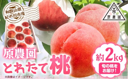 もも桃 モモ 約2kg 原農園《2025年6月中旬-8月下旬頃出荷》桃桃桃モモモモ