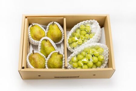シャインマスカット と 西洋梨 詰合せ 約 2.5kg フルーツ 果物 山形 08-06-007
