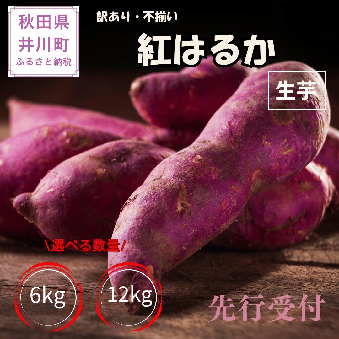 【ふるさと納税】【先行受付】秋田県井川町産　訳あり　紅はるか（生芋）