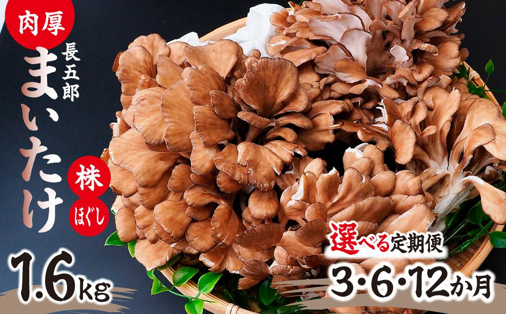 
            【選べる定期便】 まいたけ 長五郎まいたけ かぶ500g×2個 ほぐし300g×2袋 合計1600g 1回分 3ヶ月 6ヶ月 12ヶ月｜舞茸 まいたけ レシピ付き ジューシー ステーキ 天ぷら 炊き込みご飯 舞茸ご飯 ごはん きのこ 野菜 丸ごと 国産 無農薬 安全 安心 食物繊維 健康 カロリー 低い 産地直送 プレゼント ギフト 贈り物
          