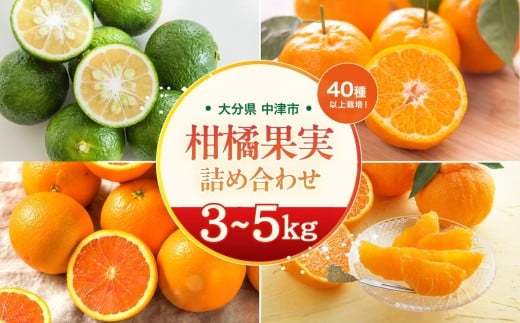 【期間限定】おはら果樹園果実詰め合わせ 約 3～5kg | フルーツ 果物 くだもの 果実 柑橘 柑橘類 セット 詰め合わせ ( みかん ポンカン はるみ 不知火 等) おはら果樹園 国産 産地直送 大分県 中津市