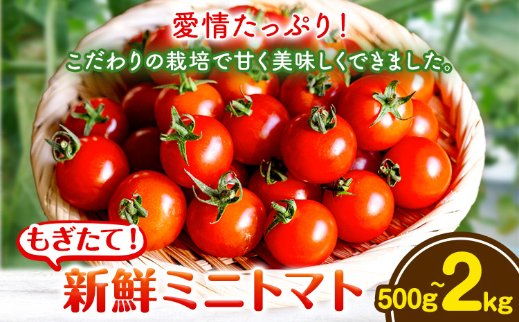 
            ミニトマト 選べる 内容量 500g 1kg 2kg 出原農園 《1月上旬-5月末頃出荷》 岡山県 矢掛町 野菜 ミニトマト もぎたて 新鮮 st-p
          