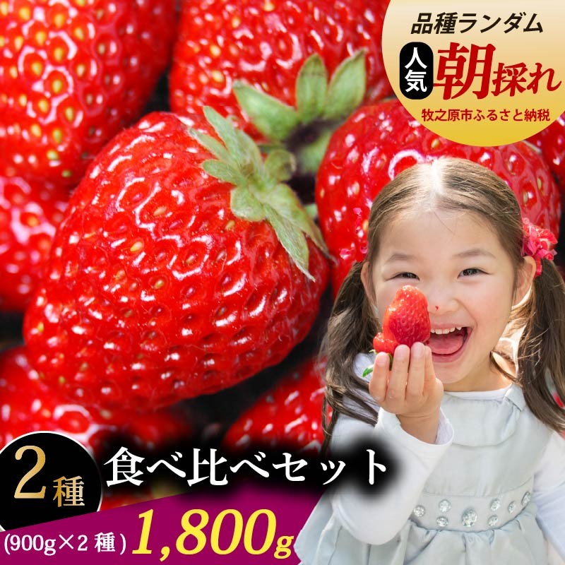 
                  【朝採れ】【いちご】 食べ比べ ランダム セット 1800g 苺 食べ比べ 900g × 2種 紅ほっぺ おいＣベリー きらぴ香 2品種 冷蔵 冷蔵発送 イチゴ ストロベリー フルーツ 果物 贈答用 ギフト プレゼント 旬 季節 冬 春 産地直送 フレッシュ 牧之原市 静岡県 森木農園
                
