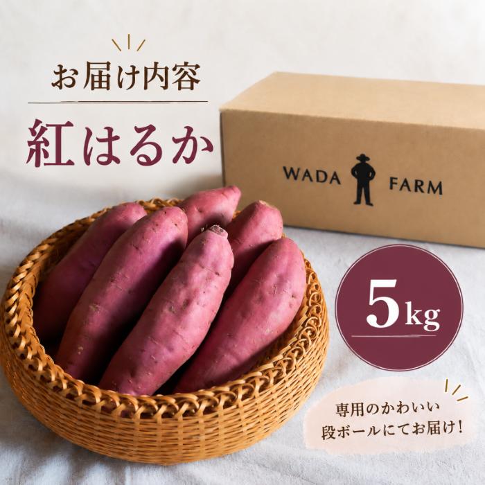 【 冬季 限定 】【 先行予約 】 高知県産 熟成紅はるか 極蜜芋 5kg ｜ 紅はるか さつまいも 生芋 熟成芋 高知 焼き芋 やきいも おやつ 農家直送 産地直送 ギフト WADA FARM 高知県 南国市