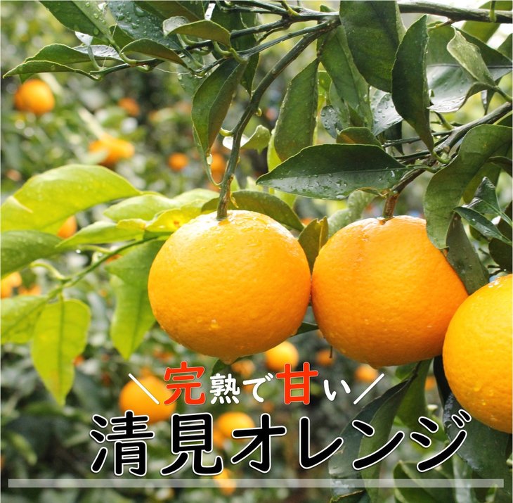 和歌山県有田産 完熟清見オレンジ 5kg（M～2Lサイズおまかせ）ひとつひとつ丁寧に厳選！生産者から直送 ※2026年3月中旬頃より順次発送予定