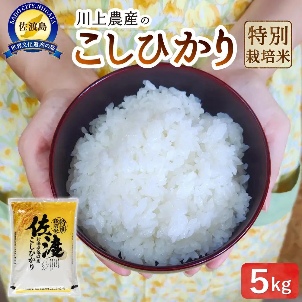 【コシヒカリ 5kg】令和7年産 佐渡産コシヒカリ 5kg 精米 川上農産 