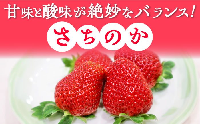 【2025年発送分 先行予約】【ビタミンC豊富な濃厚いちご】さちのか 3kg（250g×12パック） / 苺 イチゴ いちご フルーツ 果物 / 佐賀県 / さかもとさんの畑 [41ABAA010]