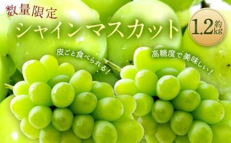 長崎県産 シャインマスカット 約1.2kg ぶどう フルーツ【2025年8月下旬‐9月下旬迄発送予定】