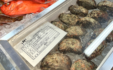 【先行予約】上越産天然岩ガキ　中サイズ（約220～250g）10～11個 海産物　2025年7月中旬以降順次発送