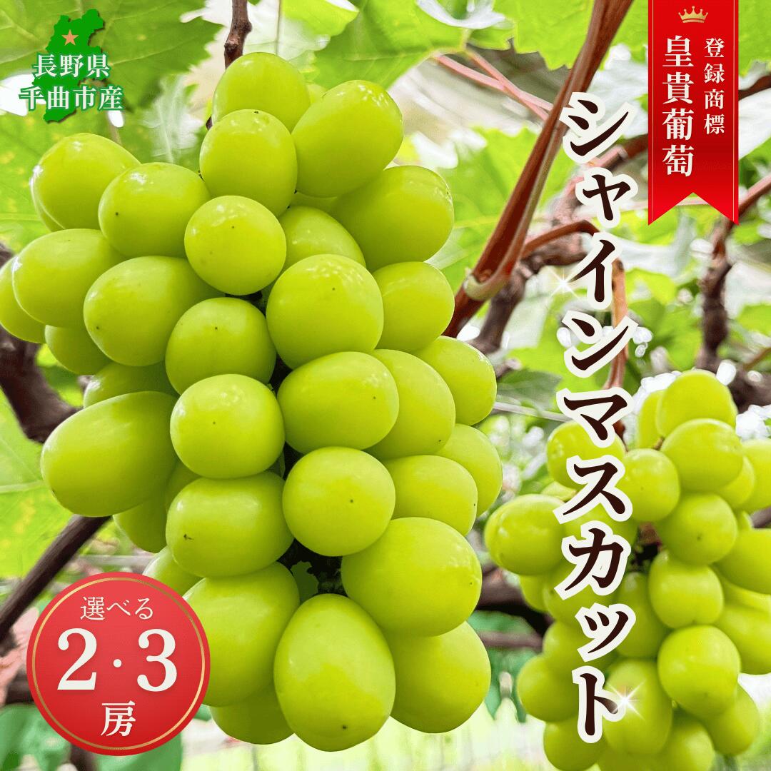 【ふるさと納税】【2026年先行予約】シャインマスカット 露地栽培 秀品 2房 3房 ｜ ぶどう 葡萄 白ぶどう 種無し 種なし 皮ごと 千曲市 長野県産 信州