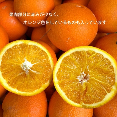 【2026年発送】愛媛県八幡浜市産 ブラッドオレンジ(タロッコ)5kg【訳あり】【C25−190】【1610024】