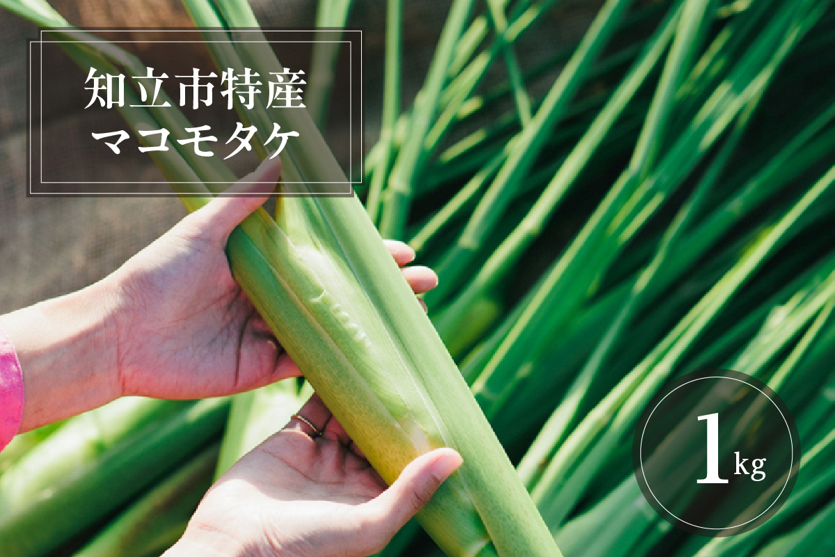 知立市特産　マコモタケ(1kg)　（6～8本）（3396）