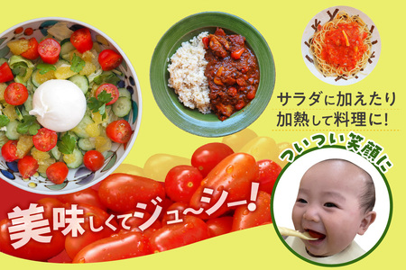 オーガニックミニトマト（サンタスティ）約1.5kg 甘い 濃い 旨味 安心 栄養 リコピン 高糖度 やみつき おやつ 縦長 フルーティー サラダ 有機栽培 化学肥料不使用 オーガニック 野菜 お取り寄