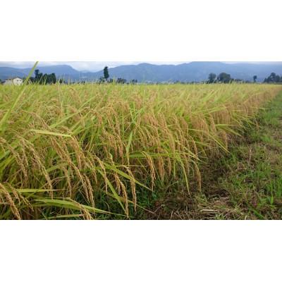 ふるさと納税 南砺市 【発送月固定定期便】富山県産こしひかり　育(はぐくみ) 玄米30kg《南砺の逸品》全6回 |  | 03