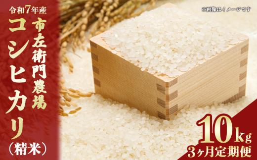【お米定期便】令和7年産 市左衛門農場コシヒカリ10kg ×3回【 米 こめ こしひかり コシヒカリ ご飯 白米 精米 定期便 30kg 令和7年産 茨城県 つくば市 】