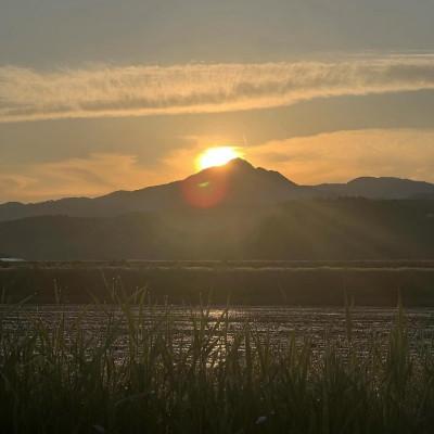 ふるさと納税 関川村 【毎月定期便】炊きたてつやつや 新潟関川村産 岩船米こしひかり　精米 5kg [星山米店]全6回 |  | 02