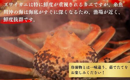 【先行予約】越後 本ズワイガニ 800g×2杯 計1.6㎏ 姿 糸魚川産 浜茹で 鮮度が命！茹でたて直送 日本海 磯貝鮮魚店 ずわいがに かに カニ 蟹  新潟県