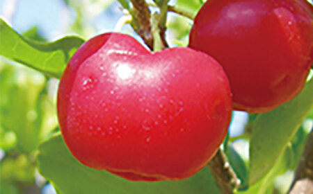 Coyori 高保湿温泉化粧水 100ml さっぱり 島根県松江市/株式会社AXES[ALIB001]