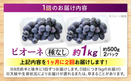 【先行予約】【月2回お届け】【8月上旬から8月末に順次発送】【訳あり】ピオーネ 約1kg×2回 ハウス栽培 ぶどう 果物 ピオーネ フルーツ 葡萄 ブドウ 三次市/西田ぶどう園[APCM014]