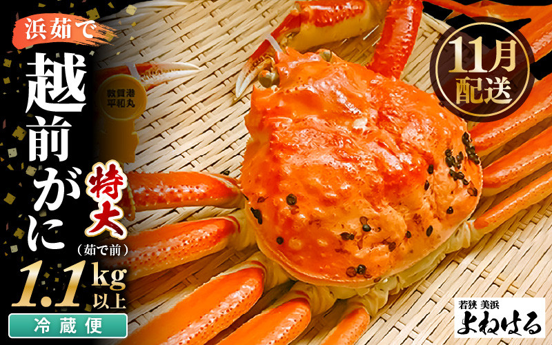 
                  【先行予約】≪浜茹で≫ 天然 越前がに 特大 (茹で前1.1～1.3kg) × 1杯 【2026年11月中旬以降順次発送予定】冷蔵ですので、届いてすぐお召し上がりいただけます！ タグ付 福井を代表する冬の味覚！【越前ガニ 越前蟹 かに ずわい ズワイ 福井】[m17-x003_11]
                