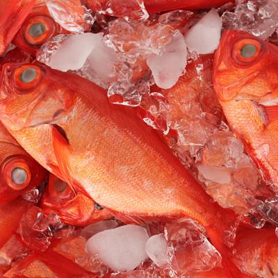 ふるさと納税 館山市 【熨斗付】南房総館山　産地直送　地金目鯛しゃぶしゃぶ用スライス |  | 02