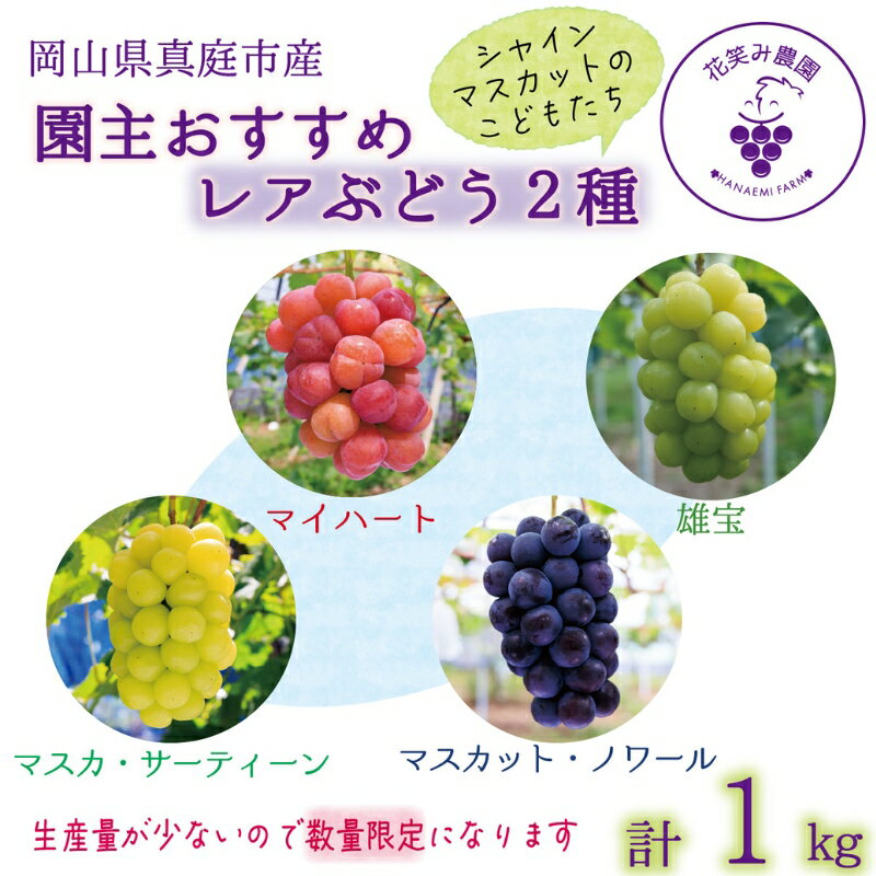 【ふるさと納税】 岡山　花笑み農園『園主おすすめレアぶどう2種セット』〜シャインの子供たち〜 2M-1R hana64【2025年9月中下旬〜順次発送】マスカット 産地直送 国産 真庭 ギフト 葡萄 ブドウ フルーツ 果物 食べ比べ 贈り物 先行予約【配送不可地域：離島】【1596843】