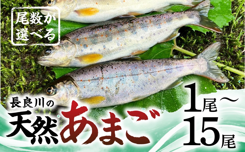 
            【ふるさと納税】尾数が選べる 郡上産 長良川の天然あまご 1尾～15尾 1尾 2尾 6尾 15尾 / 食品 魚介類 水産加工品 その他水産物 アマゴ 5000円 7000円 10000円 20000円 G0079
          