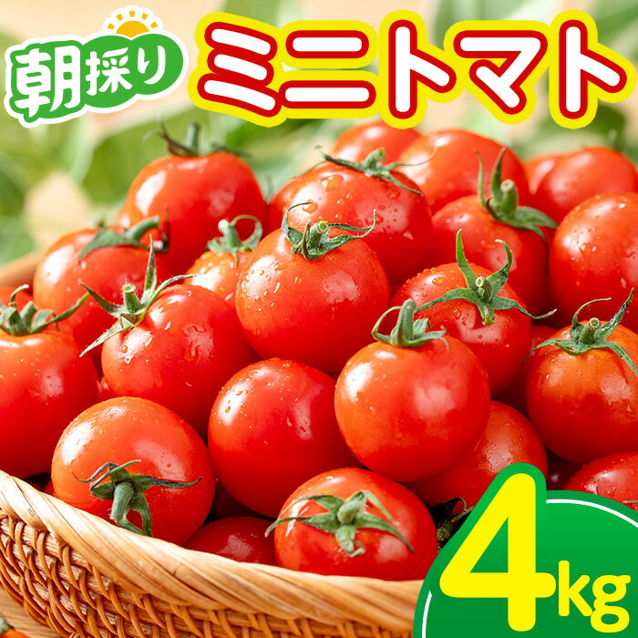 【ふるさと納税】《期間限定》ミニトマト (4kg) 国産 鹿児島県産 トマト ミニトマト 野菜 やさい 生野菜 新鮮 朝採れ 朝採り 旬 期間限定 サラダ お弁当 【(株)AGRICIA】