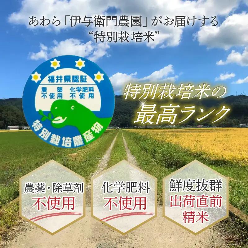 【先行予約】【令和8年産 新米】伊与衛門農園のコシヒカリ 精米 10kg 特別栽培米 5kg×2袋 化学肥料不使用 ＜温度と湿度を常時管理し新鮮米を出荷！＞／ 高品質 鮮度抜群 福井県あわら産 ブラン