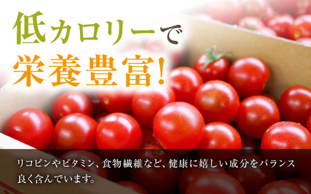 【訳あり】ミニトマト約3kg  ＜白石農園＞ [CBI003] トマト とまと フルーツトマト こだわりトマト おすすめトマト トマト おススメトマト 人気トマト 定番トマト 通販トマト トマト お取