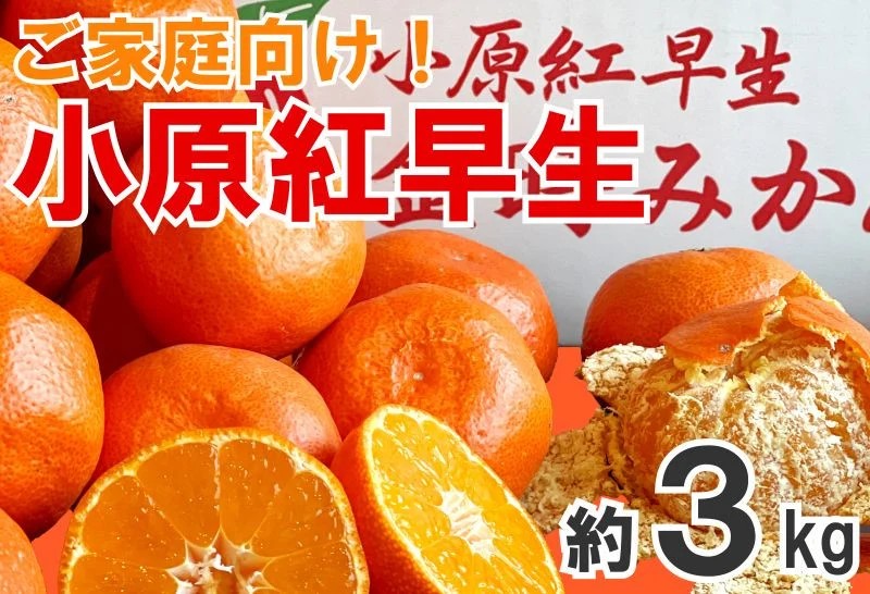 【2026年11月中旬より順次発送】【家庭用】みかん 小原紅早生 約3kg 真っ赤なみかん 小原紅早生みかん 甘い ミカン 蜜柑 フルーツ 果物 くだもの 柑橘 柑橘類 デザート 旬 産地直送 冬の味覚 旬の果物 旬のフルーツ お取り寄せ 取り寄せ 【KPN018】