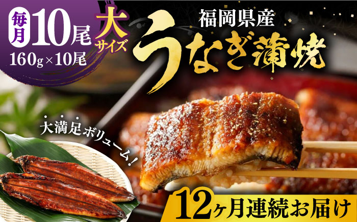 
【全12回定期便】福岡県産 うなぎ 蒲焼 大 10尾　計1,600g（1尾あたり 160g以上）《豊前市》【福岡養鰻】 国産 鰻 ウナギ 蒲焼き [VAD029]
