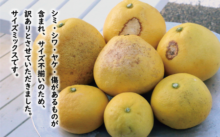 訳あり 文旦 14.5kg 13000円 ぶんたん みかん mikan 蜜柑 ミカン わけあり 家庭用 産地直送 国産 農家直送 糖度 期間限定 数量限定 特産品 ゼリー ジュース アイス 人気 限定