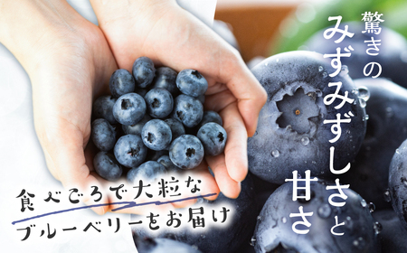 完熟　ブルーベリー　500g　2025年発送　先行予約