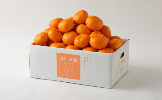 長崎県産 温州みかん 約10kg (個数・サイズ おまかせ) 川口農園