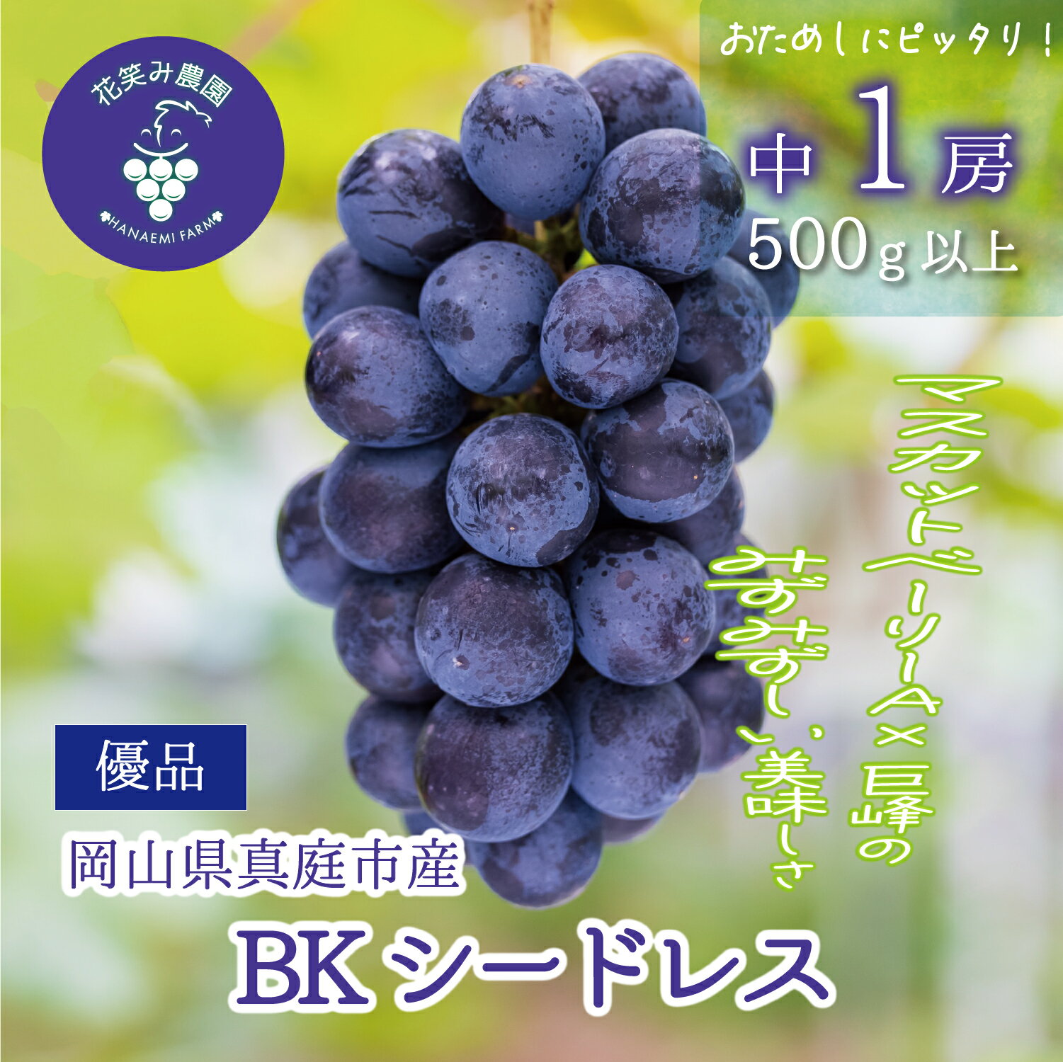 【ふるさと納税】 マスカット 巨峰 の良いとこ取り 花笑み農園 『BKシードレス』500g以上（中1房） 【2026年 先行予約 9月中旬～ 順次発送予定 】 B-中1 ぶどう ブドウ 葡萄 送料無料 数量限定 期間限定 産地直送 人気 果物 フルーツ くだもの 岡山 ギフト 2026年発送