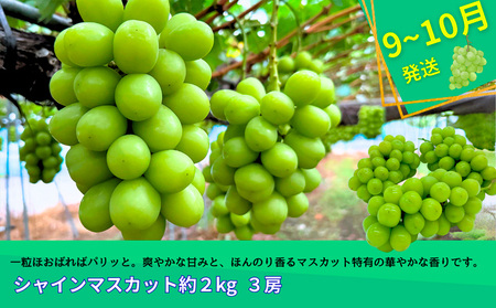 【定期便3回】やまがたフルーツ定期便”蔵王”山形名物フルーツA FY25-343
