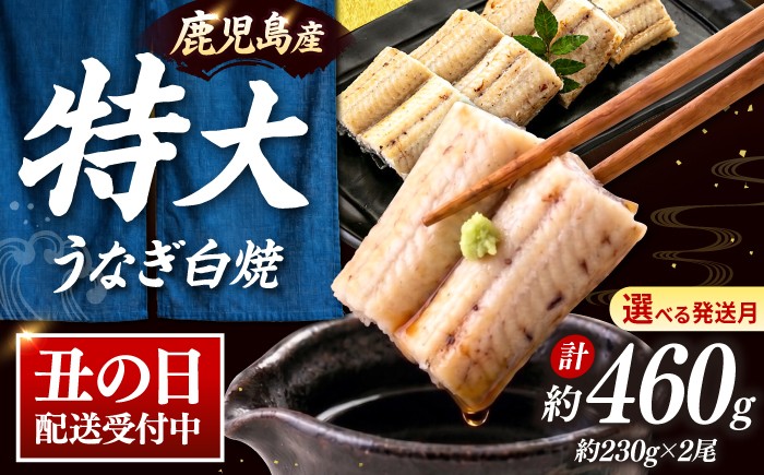 
            鹿児島産 うなぎ 白焼 2尾セット ▼国産 鰻 ウナギ 白焼き 特大 本格 有頭 九州産 丑の日  桂川町/山水商事 [ADAH009]
          