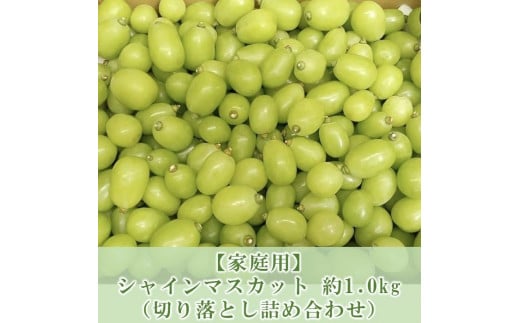 ぶどう マスカット 家庭用 2025年 先行予約 9月以降発送 シャインマスカット 約1.0kg 【 切り落とし 詰め合わせ 】 ブドウ 葡萄  岡山市 国産 フルーツ 果物