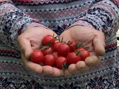 【2026年4月発送】フルーツトマト「fruino ふるーの」1箱（4パック）