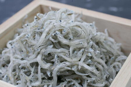 まるとも海産【冷蔵】特選 天日干し ちりめん 木箱 800g 紀州湯浅湾直送！_C6033