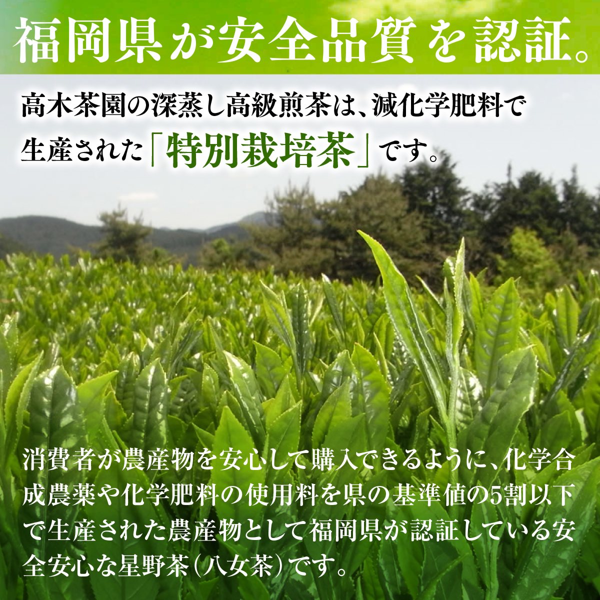 奥八女星野村 深蒸し高級煎茶(深蒸し茶)2袋200g UX017