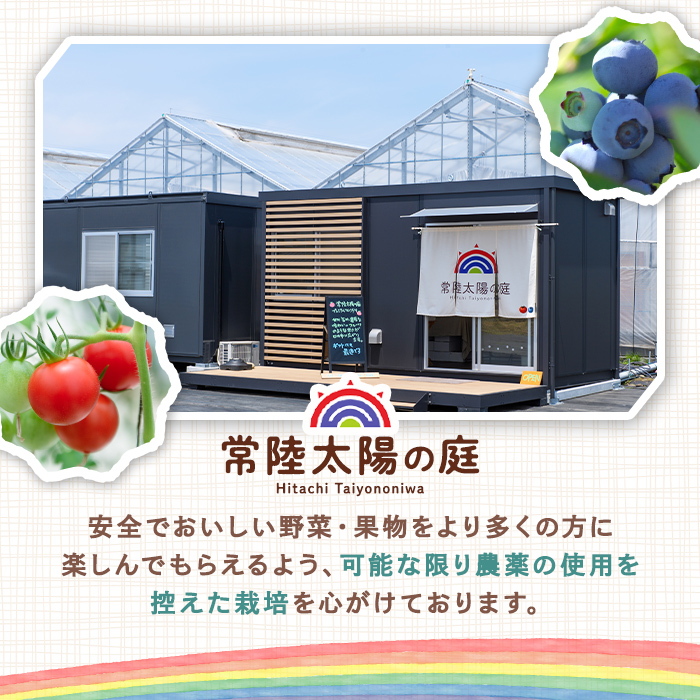 ＜予約受付中＞再エネと次世代農法が育んだ高糖度フルーツトマト約1kg フルティカ 濃厚 野菜 茨城県 フルーツトマト 高糖度 おつまみ 中玉トマト トマト やさい 完熟 お弁当 贈り物 サラダ 産地直