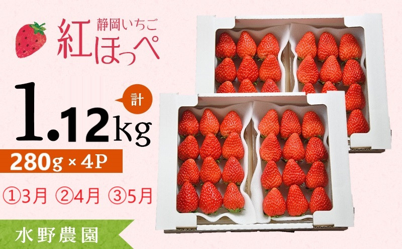 
６２７４　いちご 掛川産 完熟いちご 紅ほっぺ 280g×４P 1.12ｋｇ (8～15粒入×4P) R7年3月から順次発送 ①3月 ②4月 ③5月 の中から発送時期をお選び下さい 水野農園
