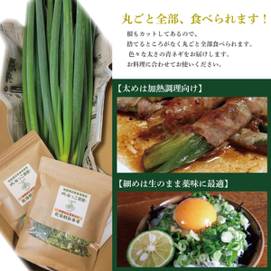 【 シャキとろ 青ネギ 】 4kg 順次発送 ねぎ