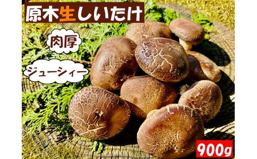 
《数量限定》　原木生しいたけ 1箱（900g）大越路農園　山梨県上野原市産　贈答用
