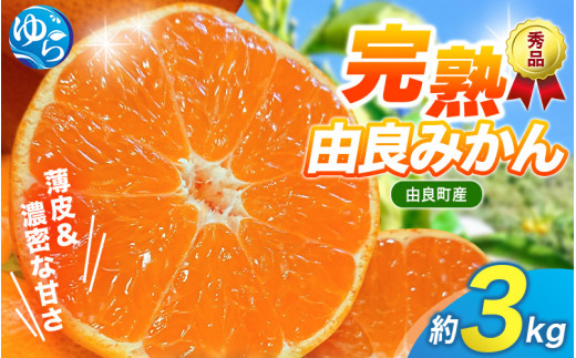 【先行予約】薄皮で濃い甘さ！完熟由良みかん【秀】3kg×1箱（混サイズ）和歌山県由良産※2025年11月下旬頃から順次発送予定(お届け日指定不可) / 柑橘 ミカン 蜜柑 甘い 由良町 フルーツ 果物 くだもの 食品 人気 おすすめ 産地直送 由良町【ktym007】