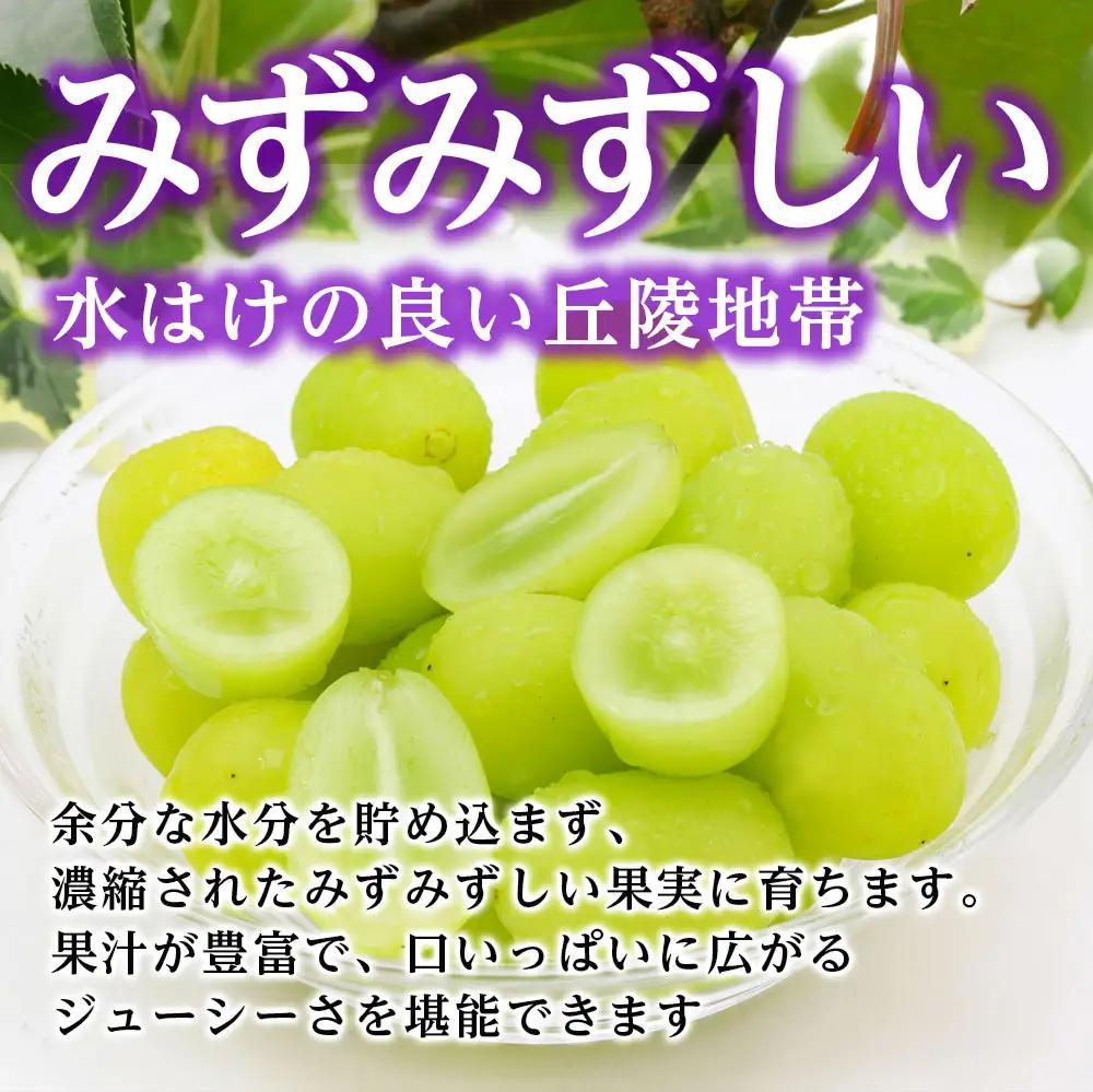 【大人気!】長野県産・シャインマスカット(約2kg) 秀品＜2026年9月下旬から発送＞
