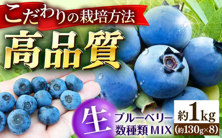 ブルーベリー 約1kg 冷蔵 [APCH012] ブルーベリー