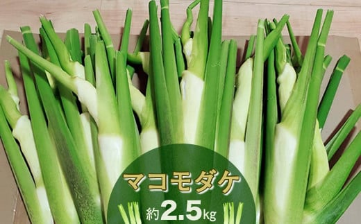 【先行予約】収穫したてを発送します　　マコモダケ　約２．５㎏〈出荷時期:2025年10月中旬～2025年11月中旬頃〉